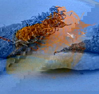 Le Sands Restaurant - Surfers Paradise Gold Coast