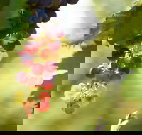 Raleigh Winery - Surfers Paradise Gold Coast