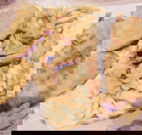 Fish Station - Surfers Paradise Gold Coast