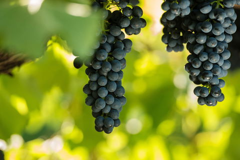 Garden & Field Wines - Surfers Paradise Gold Coast 0