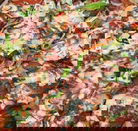 Pizza Works - Surfers Paradise Gold Coast