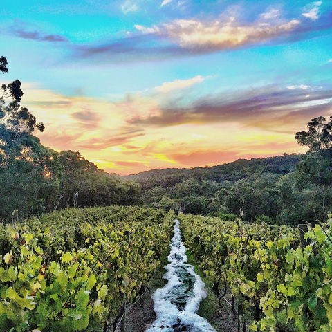 Between The Vines Cellar Door - Surfers Paradise Gold Coast 0