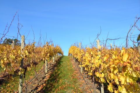 Between The Vines Cellar Door - Surfers Paradise Gold Coast 1