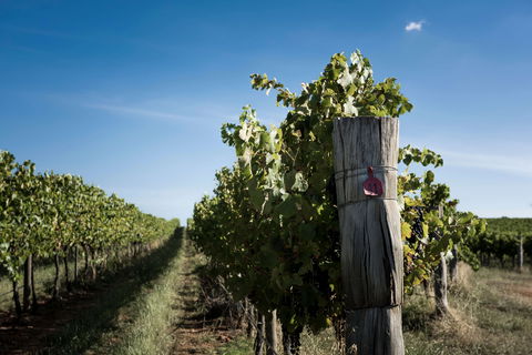 Tamburlaine Organic Wines Millthorpe Cellar Door - Surfers Paradise Gold Coast 2