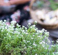 Harvest - Surfers Paradise Gold Coast