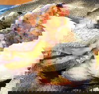 The Peak - Surfers Paradise Gold Coast