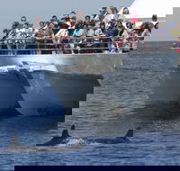 MoonshadowTQC Cruises - Surfers Paradise Gold Coast