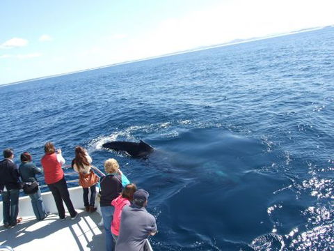 Moonshadow–TQC Cruises - Surfers Paradise Gold Coast 1