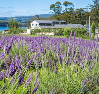 Port Arthur Lavender - Surfers Paradise Gold Coast