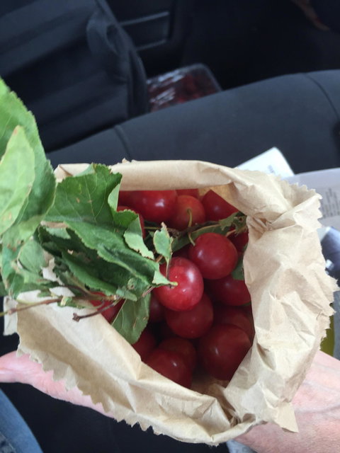 Wild Fennel - Surfers Paradise Gold Coast 3