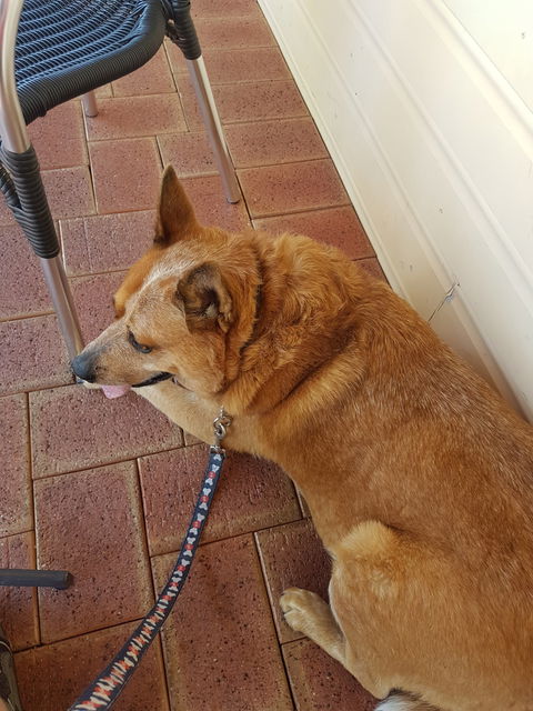 Kellys Cafe And Restaurant - Surfers Paradise Gold Coast 4