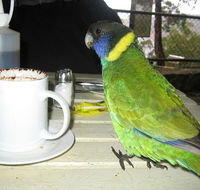 cafe on the dam - Surfers Paradise Gold Coast