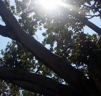 The Season Tree - Surfers Paradise Gold Coast