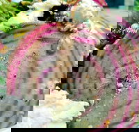 Thunderbird Kitchen - Surfers Paradise Gold Coast