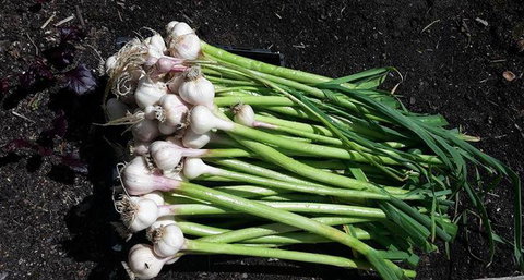 Submarine Cafe - Surfers Paradise Gold Coast 5