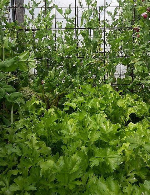 Submarine Cafe - Surfers Paradise Gold Coast 7