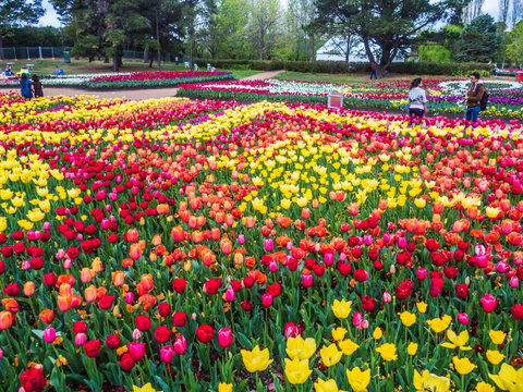 ALLARA CANBERRA - Surfers Paradise Gold Coast 16