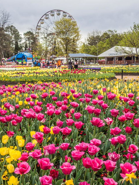 ALLARA CANBERRA - Surfers Paradise Gold Coast 15