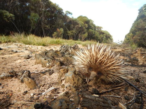 Kangaroo Island Wilderness Retreat - Surfers Paradise Gold Coast 20