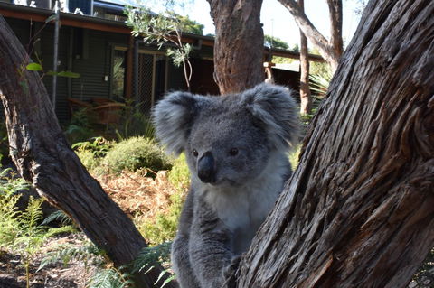 Kangaroo Island Wilderness Retreat - Surfers Paradise Gold Coast 6