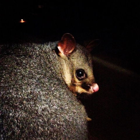 Kangaroo Island Wilderness Retreat - Surfers Paradise Gold Coast 36