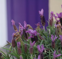 The Purple Door on Seaview - Surfers Paradise Gold Coast