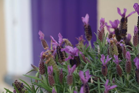 The Purple Door On Seaview - Surfers Paradise Gold Coast 0