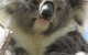Lazy Days Cottage - Victor Harbor - thumb 10
