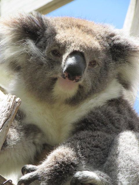 Lazy Days Cottage - Victor Harbor - Surfers Paradise Gold Coast 10