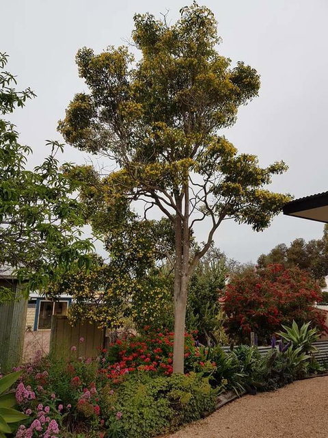 Sinclair Cottage - Surfers Paradise Gold Coast 25
