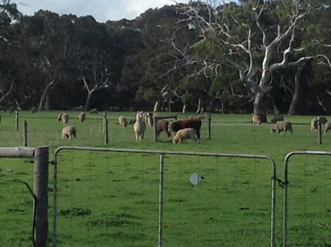 Breakaway Farmstay - Surfers Paradise Gold Coast 6