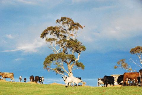 Back Valley Farmstay Bed And Breakfast - Surfers Paradise Gold Coast 18