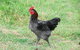 Back Valley Farmstay Bed And Breakfast - thumb 17