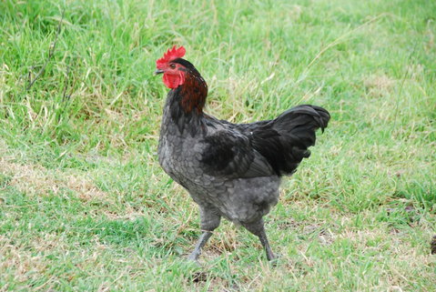 Back Valley Farmstay Bed And Breakfast - Surfers Paradise Gold Coast 17