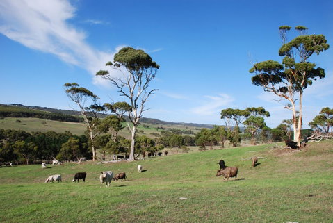 Back Valley Farmstay Bed And Breakfast - Surfers Paradise Gold Coast 0