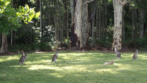 Bundle Hill Cottages - Surfers Paradise Gold Coast 15