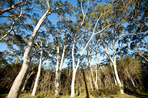 Bush & Bay Cottage - Surfers Paradise Gold Coast 28