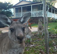 Bush  Bay Cottage - Surfers Paradise Gold Coast
