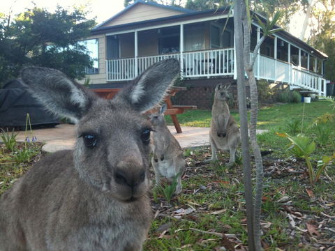 Bush & Bay Cottage - Surfers Paradise Gold Coast 0