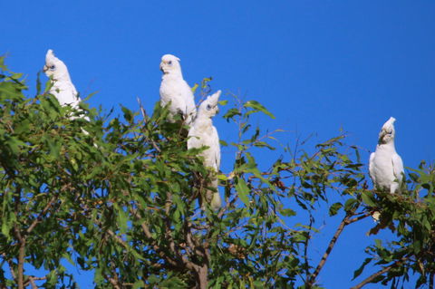 Aurora Kakadu Lodge - Surfers Paradise Gold Coast 9