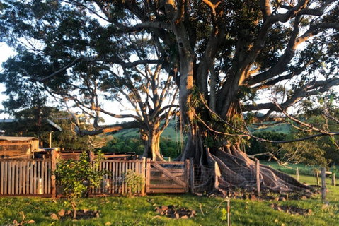BYRON BAY'S HISTORIC BARNSTAY! - Surfers Paradise Gold Coast 2