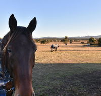 Clydesdale Cottage on Talga with real Clydesdale Horses - Surfers Paradise Gold Coast