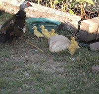 Corella Creek Country Farm Stay - Surfers Paradise Gold Coast