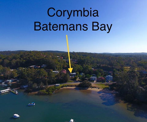 Corymbia Batemans Bay - Surfers Paradise Gold Coast 1