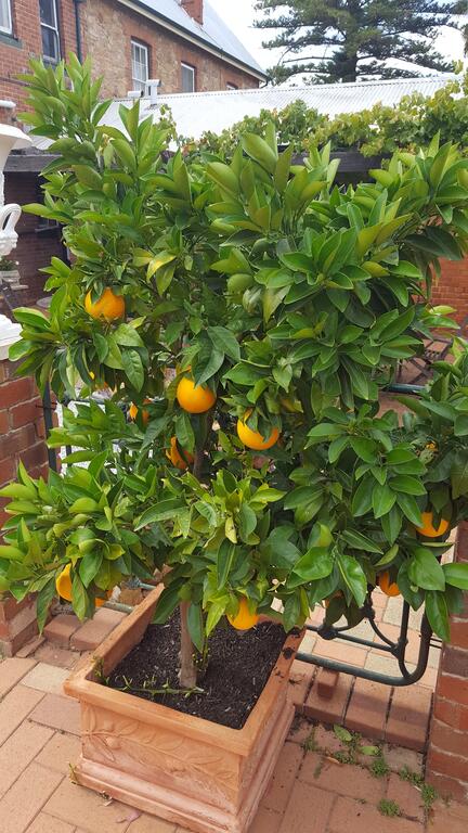 Courtyard Faversham House - Surfers Paradise Gold Coast 2