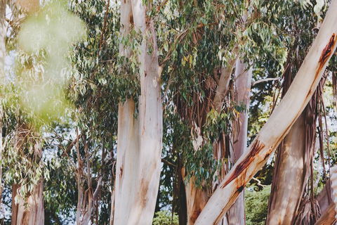 Dalblair Bed & Breakfast - Surfers Paradise Gold Coast 2