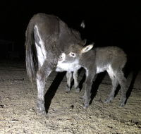 Donkey Tales Farm Cottages - Surfers Paradise Gold Coast