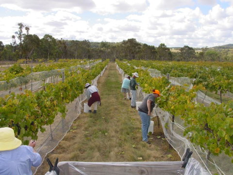 Fergies Hill Spa Cottage @ Granite Ridge Wines - Surfers Paradise Gold Coast 2
