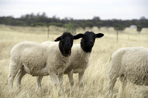 Gilgraves Vineyard Farmstay - Surfers Paradise Gold Coast 3