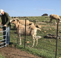 Gilgraves Vineyard Farmstay - Surfers Paradise Gold Coast